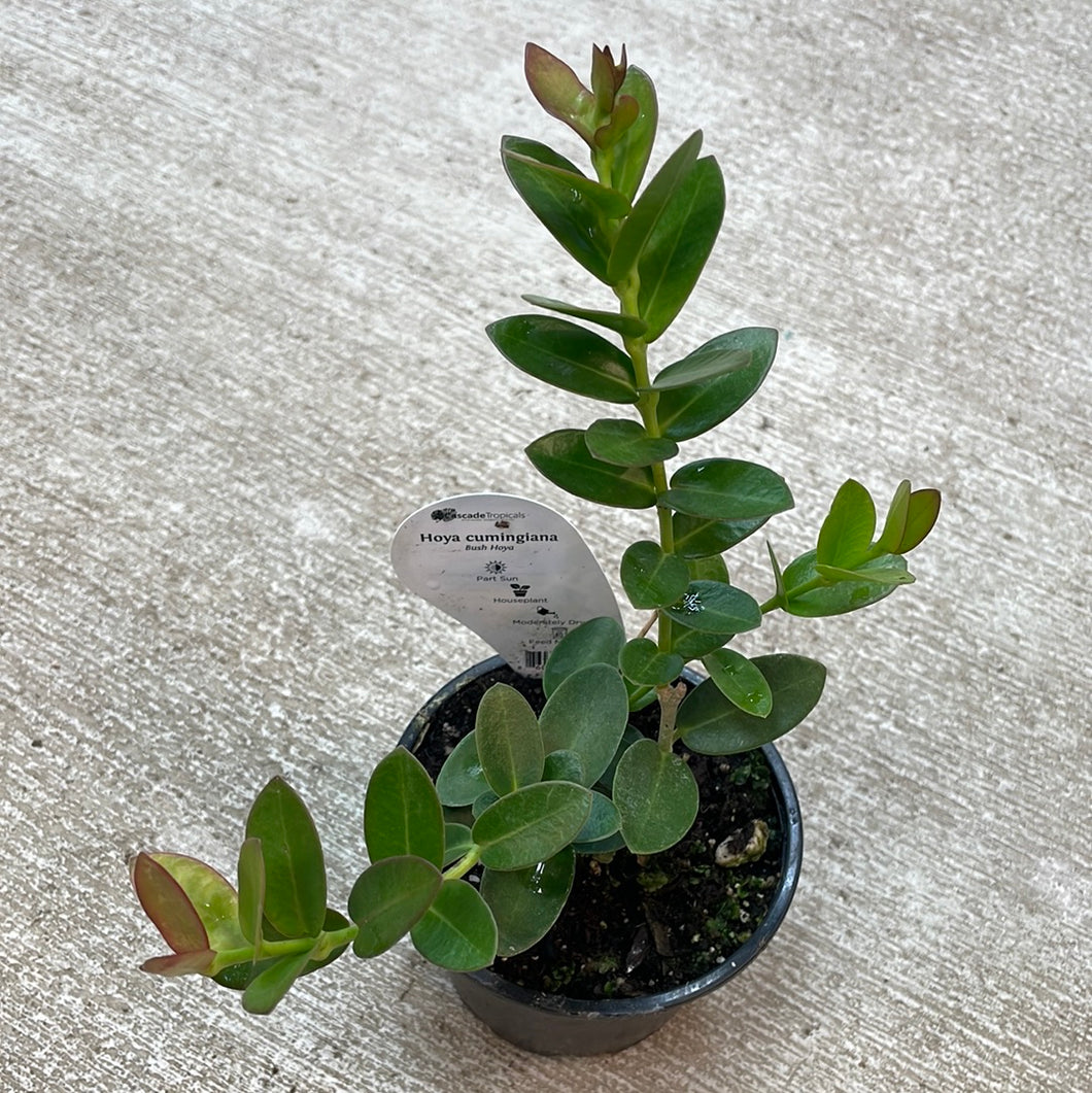 Hoya cumingiana 4