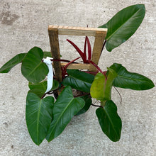 Load image into Gallery viewer, Philodendron Red Emerald Trellis 8&quot;