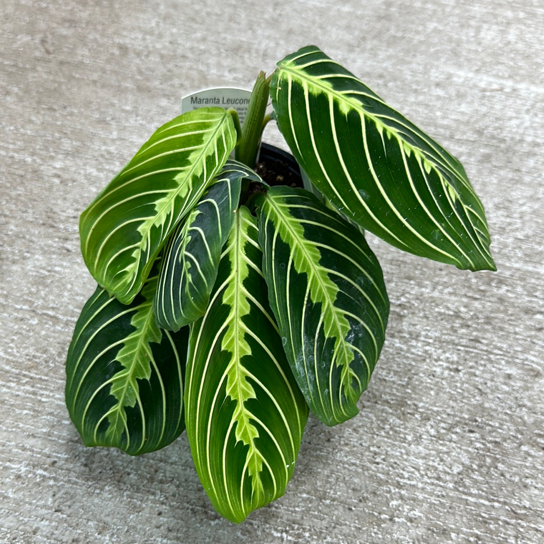 Maranta Lemon 4