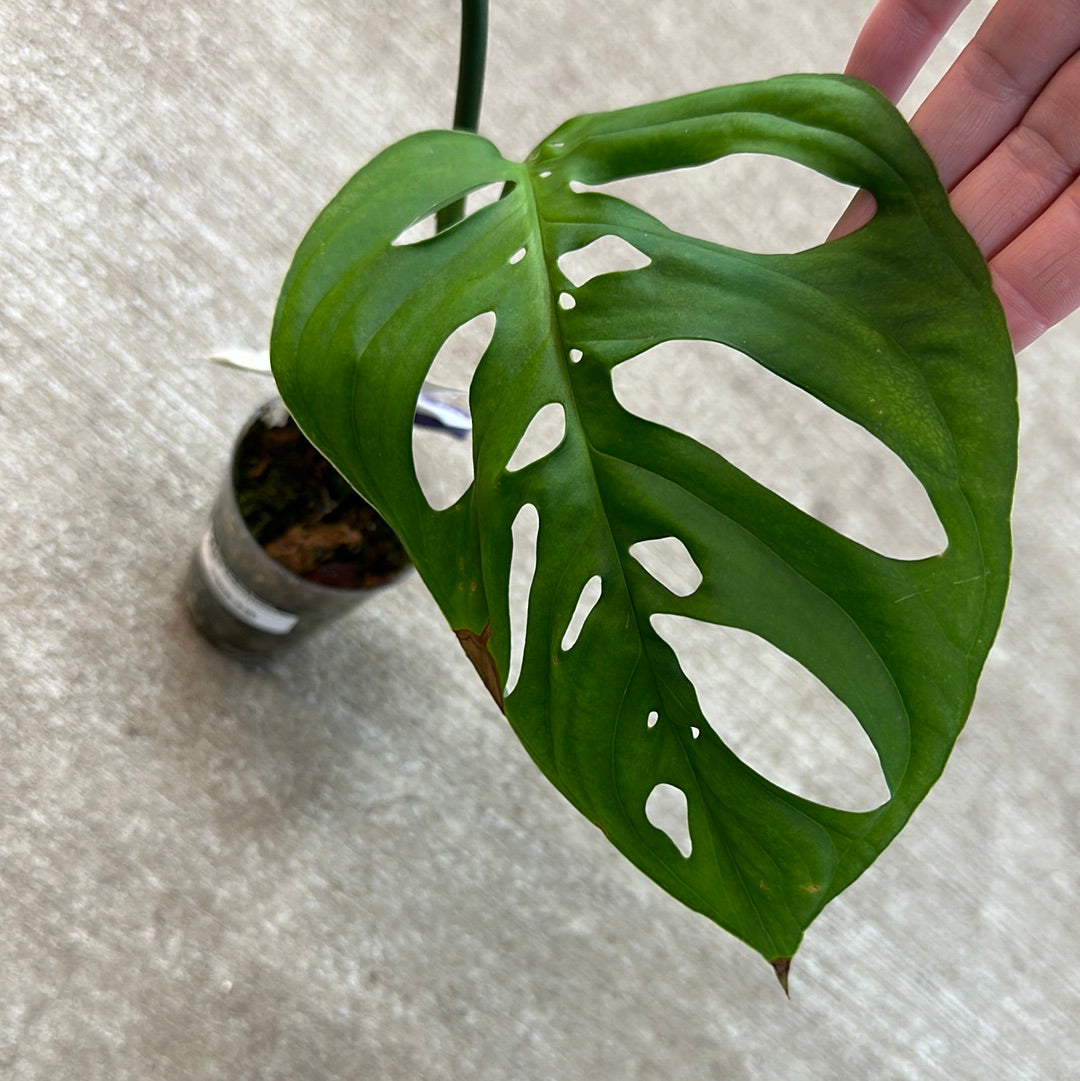 cupshe monstera Monstera Esqueleto Cup – Kent East Hill Nursery