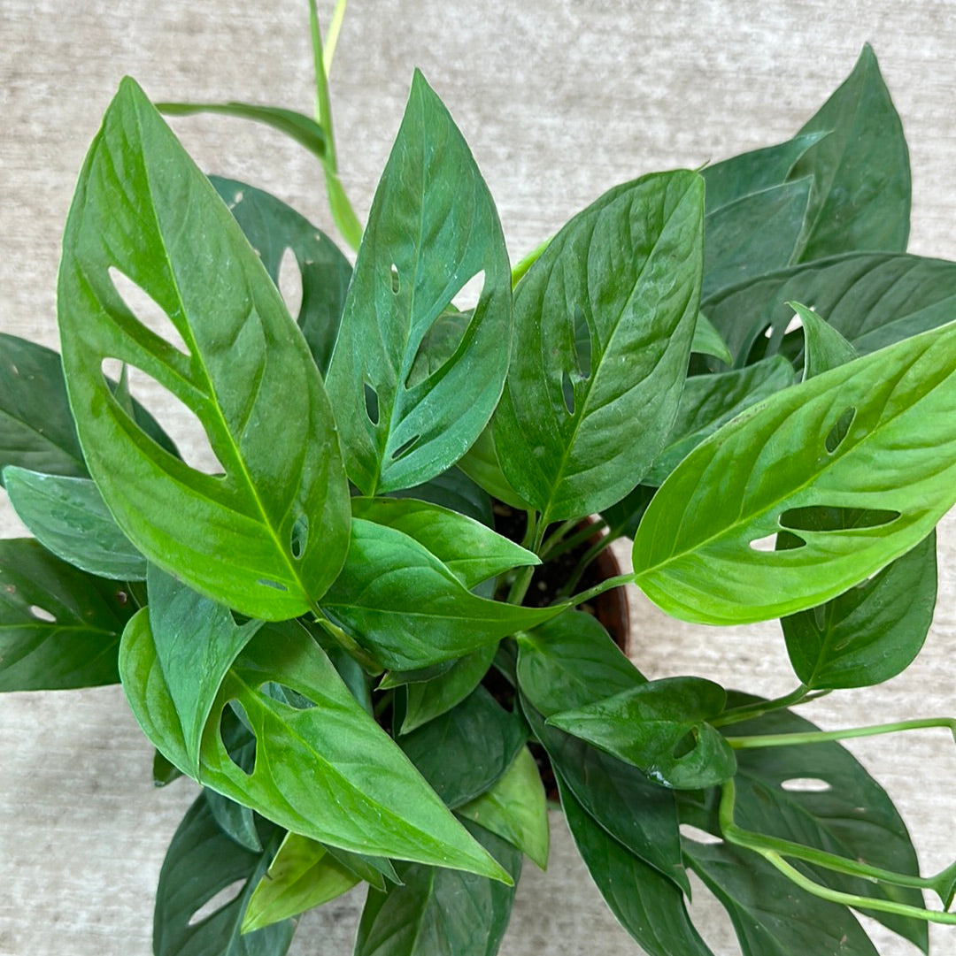 monstera adansonii narrow Monstera Adansonii Narrow 6" – Kent East Hill Nursery