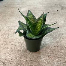 Load image into Gallery viewer, Sansevieria sp. 4&quot; - Snake Plant Assorted