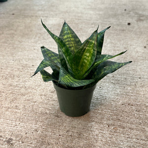 Sansevieria sp. 4" - Snake Plant Assorted