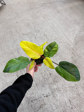 Variegated Jungle Fever