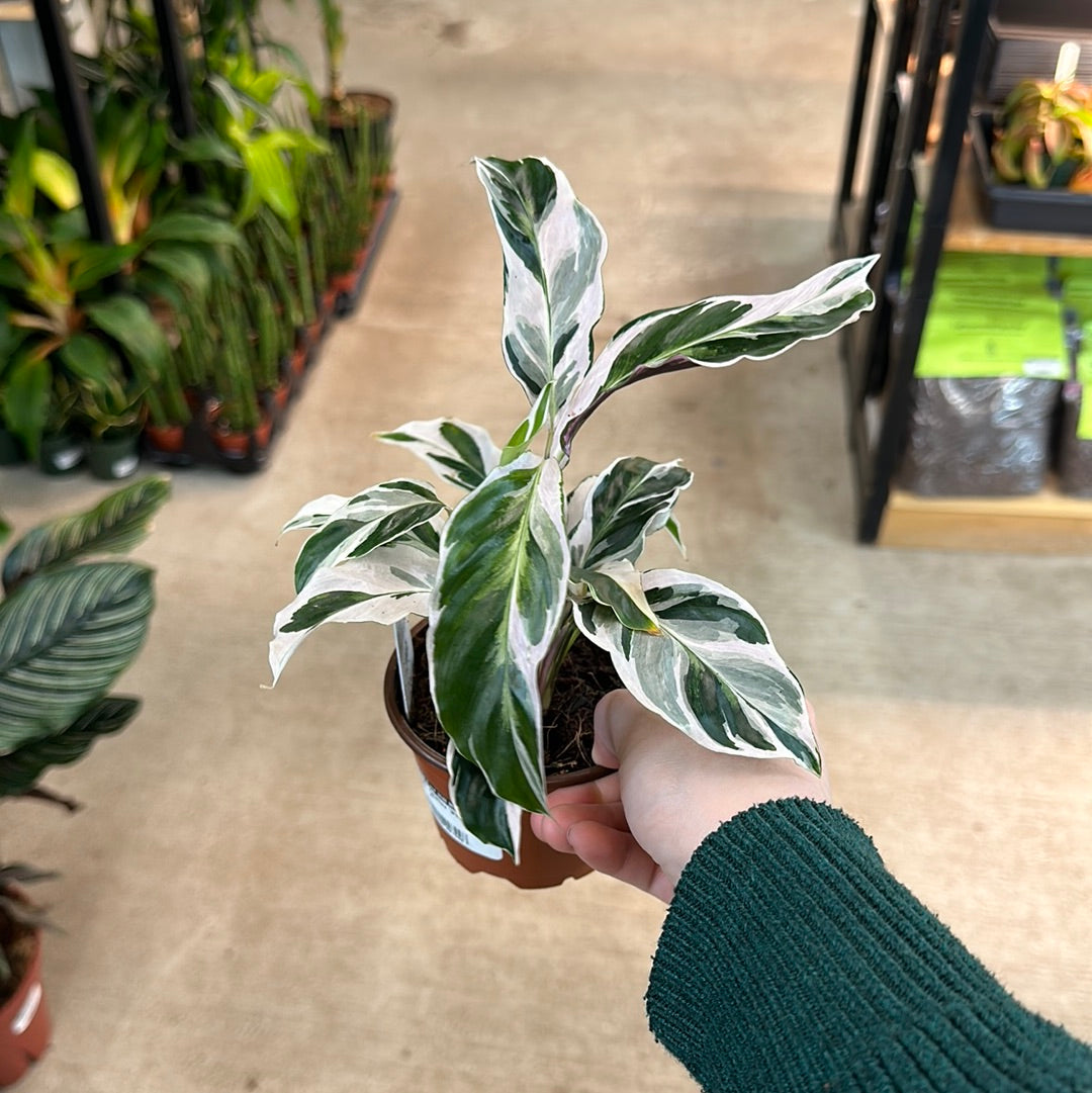 Calathea 'White Fusion' 4"
