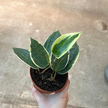 Load image into Gallery viewer, Hoya macrophylla variegata 4&quot;