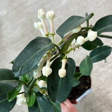 Load image into Gallery viewer, Stephanotis on Hoop 5&quot;