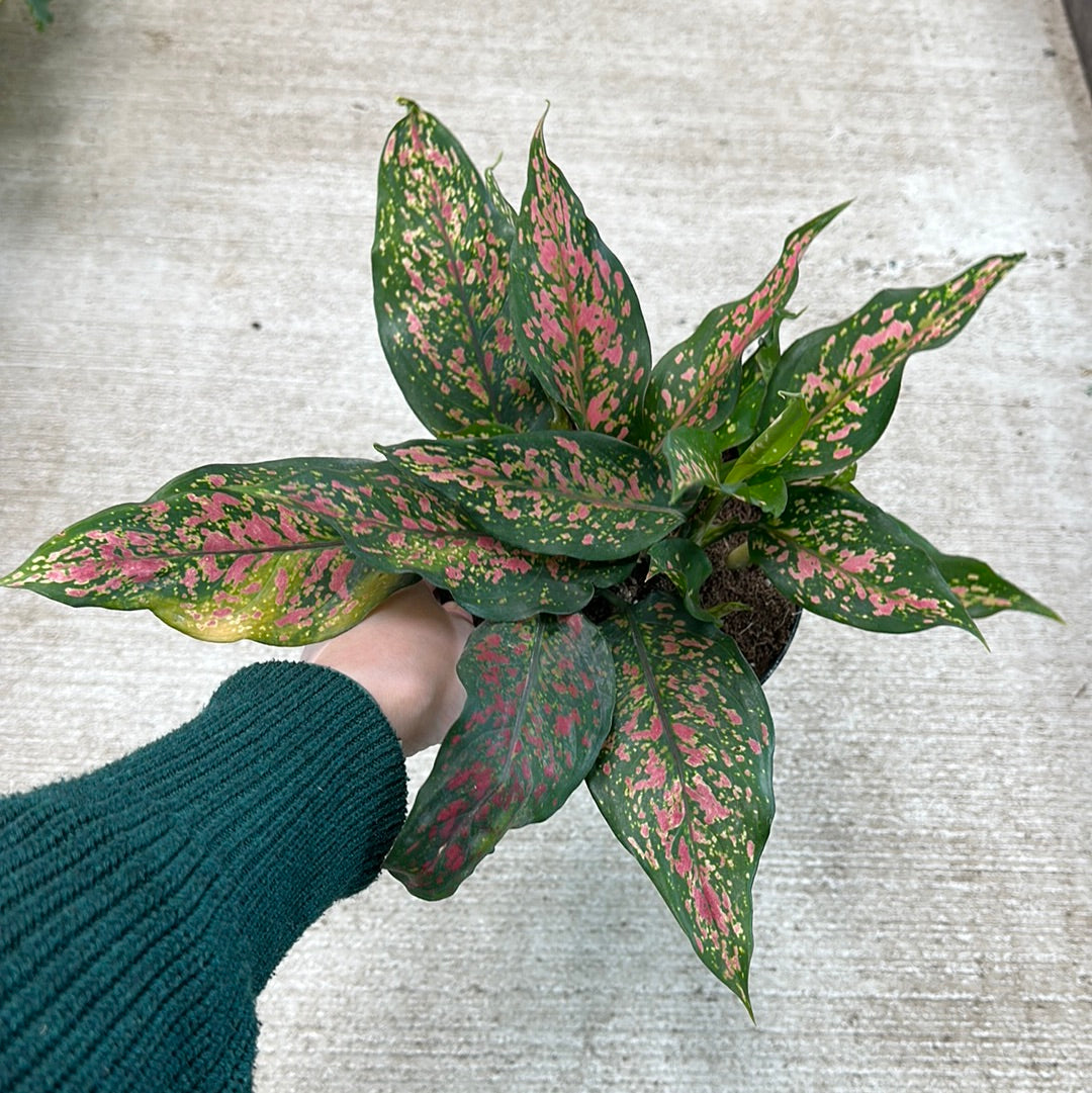 aglaonema narrow Aglaonema 'Narrow Spinel' 6"