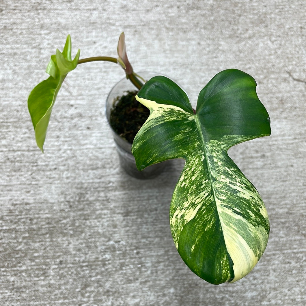 Philodendron Florida Beauty Cup