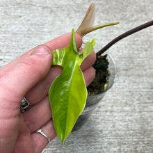 Load image into Gallery viewer, Philodendron Florida Beauty Cup