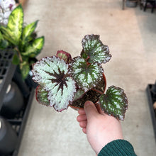 Load image into Gallery viewer, Begonia sp. 4&quot; - Rex/Rhizo Begonia Asst.