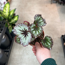Load image into Gallery viewer, Begonia sp. 4&quot; - Rex Begonia Asst.