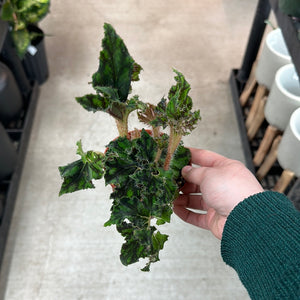 Begonia sp. 4" - Begonia