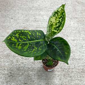 Dieffenbachia Reflector 2"