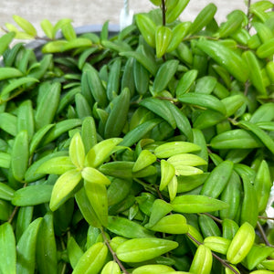 Aeschynanthus Japhrolepis 8" HB- Japhrolepis Lipstick Plant