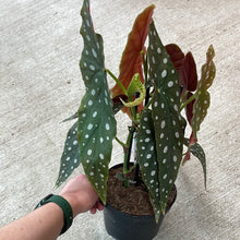 Load image into Gallery viewer, Begonia maculata 6&quot;