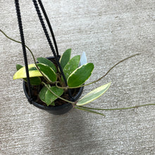 Load image into Gallery viewer, Hoya verticillata albomarginata 3&quot;/4&quot;