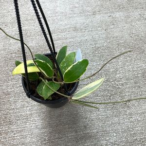 Hoya verticillata albomarginata 3"/4"