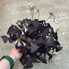 Load image into Gallery viewer, Oxalis Triangularis 6&quot; - Purple Shamrock