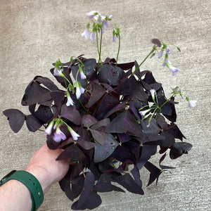 Oxalis Triangularis 6" - Purple Shamrock