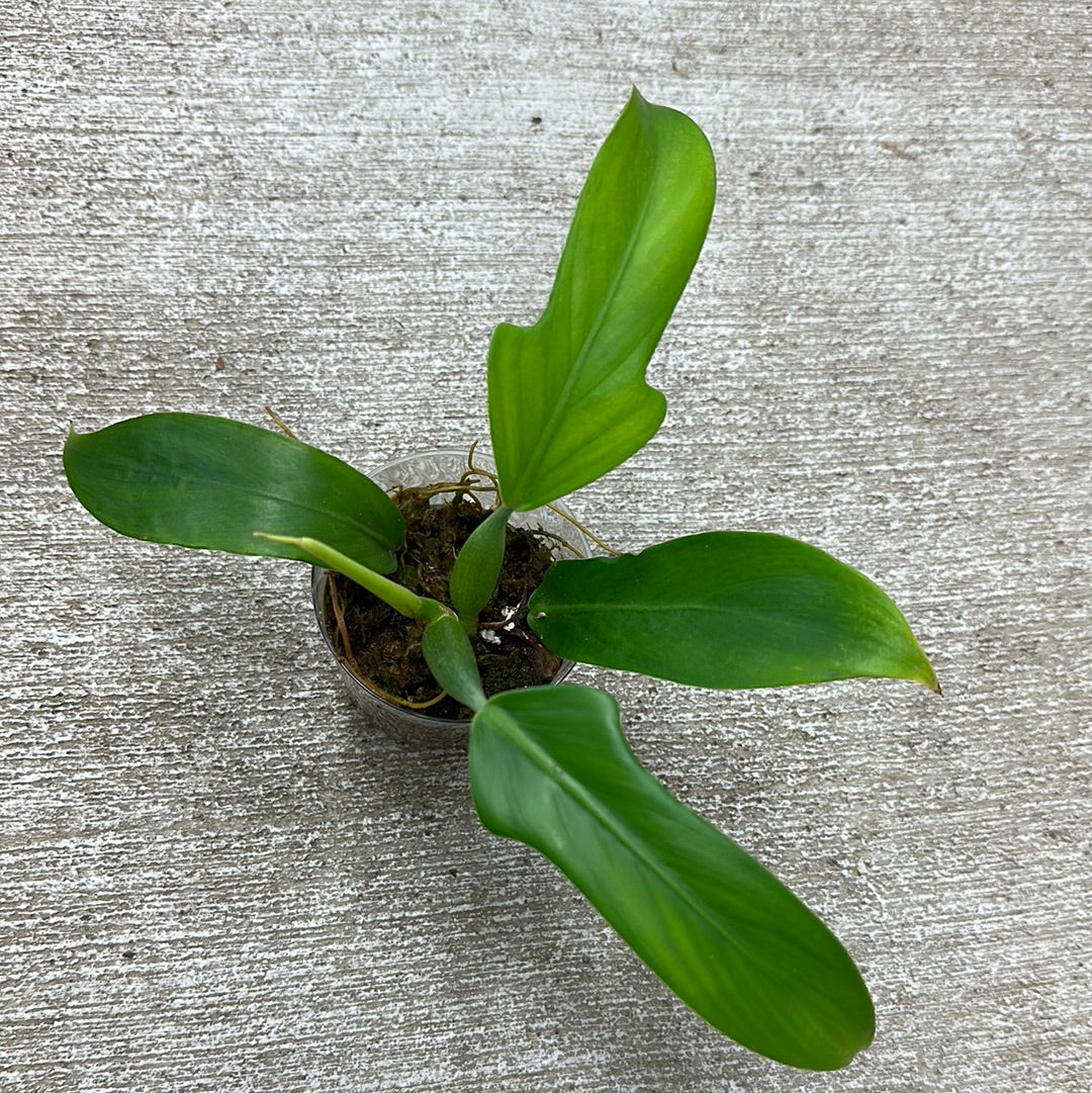philodendron panduriforme hybrid Philodendron panduriforme cup – Kent East Hill Nursery