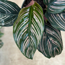 Load image into Gallery viewer, Calathea Ornata 4&quot; - Pinstripe Calathea
