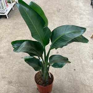 Strelitzia Nicolai 'White Bird' - White Bird of Paradise 10"