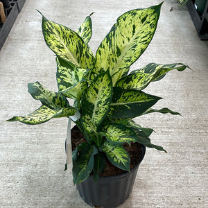 dieffenbachia sustrato Dieffenbachia Sublime 10" – Kent East Hill Nursery