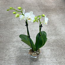 Load image into Gallery viewer, Phalaenopsis sp. 4&quot; - Double Spike Orchid