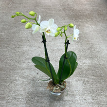 Load image into Gallery viewer, Phalaenopsis sp. 4&quot;