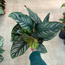 Load image into Gallery viewer, Calathea Ornata 6&quot;