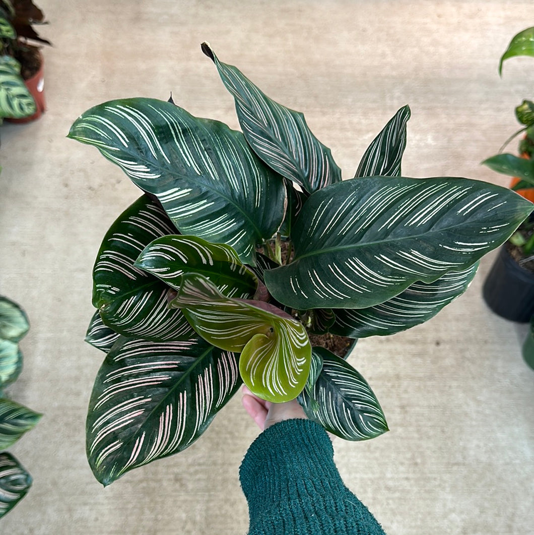 Calathea Ornata 6