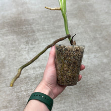 Load image into Gallery viewer, Monstera Albo Cup G