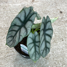 Load image into Gallery viewer, Alocasia Silver Dragon 6&quot;