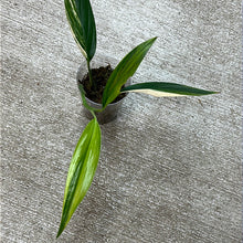 Load image into Gallery viewer, Epipremnum amplissimum variegata &#39;Cup C&#39;