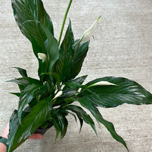 Load image into Gallery viewer, Spathiphyllum sp. 4&quot; - Peace Lily