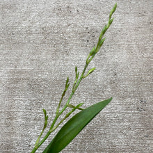 Load image into Gallery viewer, Mtdm. Pacific Paragon