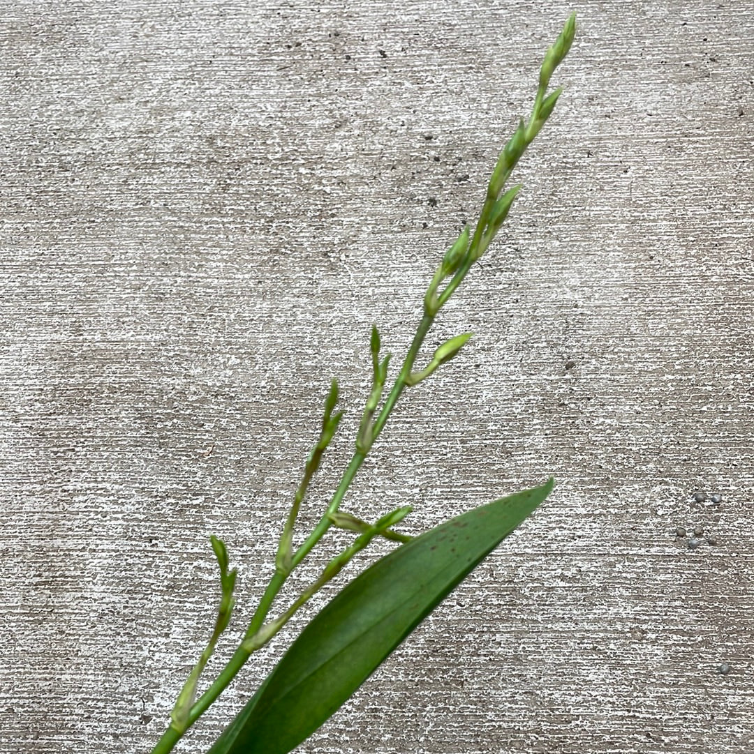 Mtdm. Pacific Paragon – Kent East Hill Nursery