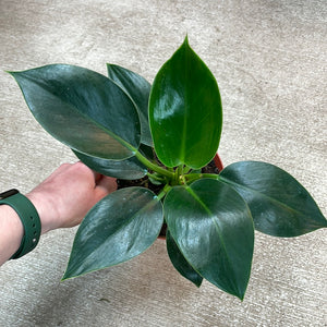 Philodendron sp. Congo Apple 6"