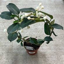 Load image into Gallery viewer, Stephanotis on Hoop 5&quot;