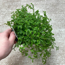 Load image into Gallery viewer, Club Moss 4&quot; - Green