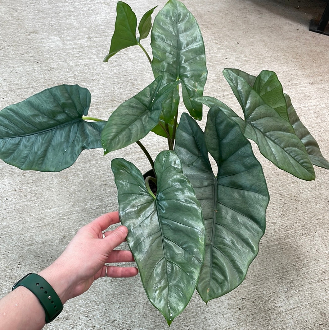 Alocasia sp. Corazon 6