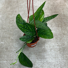 Load image into Gallery viewer, Monstera Peru 6&quot; HB