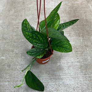 Monstera Peru 6" HB
