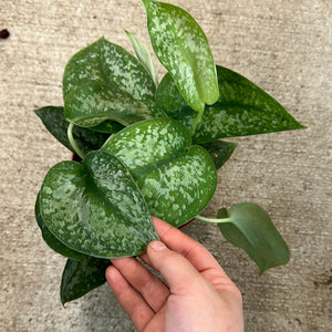 Scindapsus 'Silver Splash' 6"