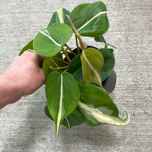 Load image into Gallery viewer, Philodendron Silver Stripe 4&quot;