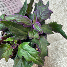 Load image into Gallery viewer, Gynura aurantiaca 4&quot; - Purple Passion Plant