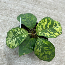 Load image into Gallery viewer, Homalomena wallisii &#39;Camouflague&#39; 4&quot;