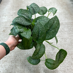 Scindapsus Silver Splash 6" - Satin Pothos
