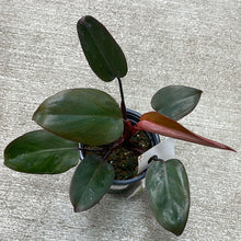 Load image into Gallery viewer, Philodendron Dark Lord 4&quot;